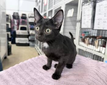 Wolf Cut -  Domestic Short Hair Cat for Adoption in Raleigh, North Carolina - Wolf Cut | PetCurious
