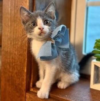 Petunia Lumberton -  Tuxedo and Domestic Short Hair Cat for Adoption in Friendswood, Texas - Petunia Lumberton | PetCurious