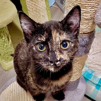 Rescue Domestic Short Hair Cats for Adoption in Sonora, California - Florence | PetCurious