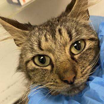 Leo -  Domestic Medium Hair Cat for Adoption in Charleston, West Virginia - Leo | PetCurious