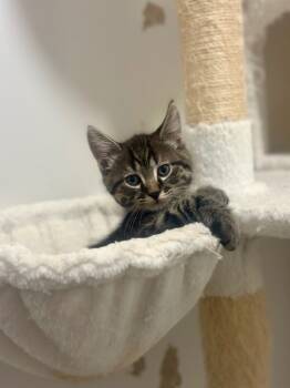 Rescue Domestic Short Hair Cats for Adoption in Calgary, Alberta - Hobnob | PetCurious