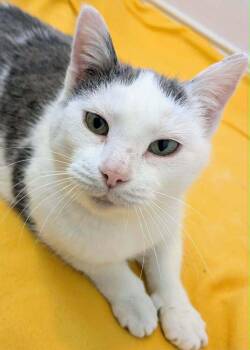 Lady Justice -  Domestic Short Hair Cat Available for Adoption in Muskegon, Michigan - Lady Justice | PetCurious