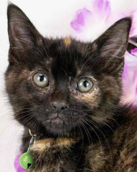 Domestic Short Hair and Tortoiseshell Cats Available for Adoption in Kennesaw, Georgia - Madelyn | PetCurious