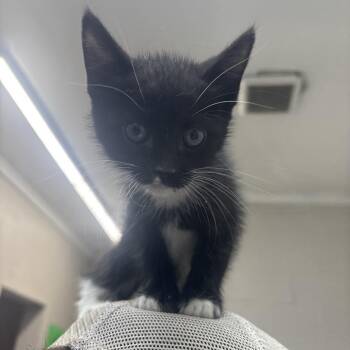 Past -  Domestic Short Hair Cat for Adoption in Clanton, Alabama - Past | PetCurious