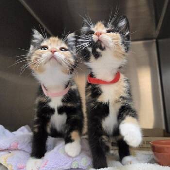 Prawn -  Domestic Short Hair Cat for Adoption in Woodinville, Washington - Prawn | PetCurious