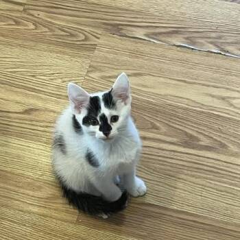 Tonto -  Domestic Short Hair Cat for Adoption in Spencer, Massachusetts - Tonto | PetCurious