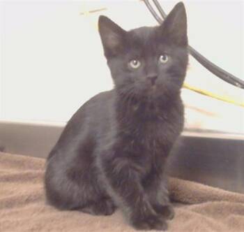 Domestic Short Hair Cats Available for Adoption in Sacramento, California - MEIKO | PetCurious