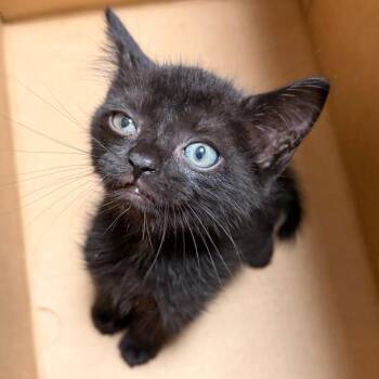 Gremlin -  Domestic Short Hair Cat for Adoption in Philadelphia, Pennsylvania - Gremlin | PetCurious
