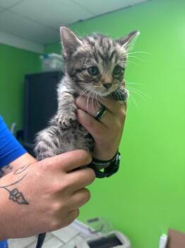 Flaca -  Domestic Short Hair Cat for Adoption in Johnson City, Tennessee - Flaca | PetCurious