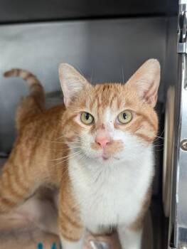 Domestic Short Hair Cats Available for Adoption - RONALD | PetCurious