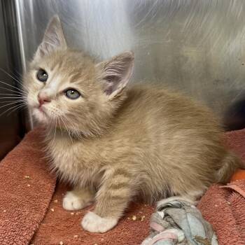 Kenny -  Domestic Short Hair Cat for Adoption in Palm Springs, California - Kenny | PetCurious