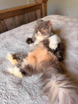 Willow -  Persian Cat for Adoption in Fort Worth, Texas - Willow | PetCurious