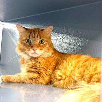 King Henry -  Domestic Long Hair Cat for Adoption in San Jacinto, California - King Henry | PetCurious