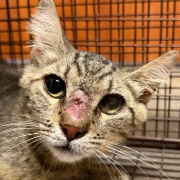 Genine -  Domestic Short Hair Cat for Adoption in Yuma, Arizona - Genine | PetCurious