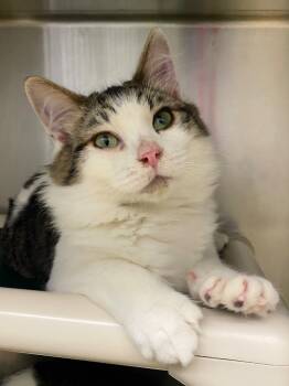 Rescue Domestic Short Hair Cats for Adoption in Grants Pass, Oregon - Mojito | PetCurious