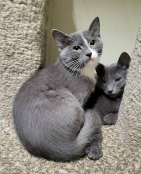 Domestic Short Hair Cats Available for Adoption in Lodi, California - Sassy | PetCurious