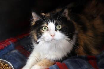 Domestic Short Hair Cats Available for Adoption - Coco Marie | PetCurious