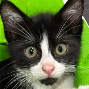 Jace McGee -  Domestic Short Hair Cat for Adoption in Cumming, Georgia - Jace McGee | PetCurious