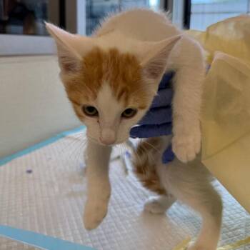 Corbin -  Domestic Short Hair Cat for Adoption in Salt Lake City, Utah - Corbin | PetCurious