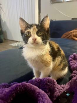Domestic Short Hair Cats Available for Adoption - Princess Buttercup | PetCurious