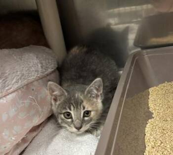 Toadstool -  Domestic Short Hair Cat for Adoption in Traverse City, Michigan - Toadstool | PetCurious