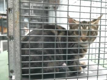 A2090550 -  Domestic Short Hair Cat for Adoption in Houston, Texas - A2090550 | PetCurious