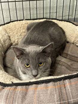 Lily -  Domestic Short Hair Cat for Adoption in Covington, Virginia - Lily | PetCurious