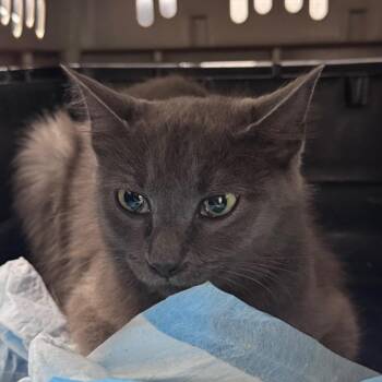 Quinn -  Domestic Short Hair Cat for Adoption in Lufkin, Texas - Quinn | PetCurious