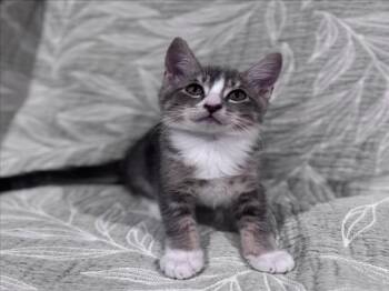 *TOBEY -  Domestic Medium Hair Cat for Adoption in Woodland, California - *TOBEY | PetCurious