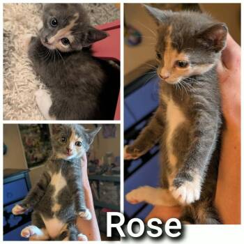 63196 Rose -  Domestic Short Hair Cat for Adoption in Bend, Oregon - 63196 Rose | PetCurious