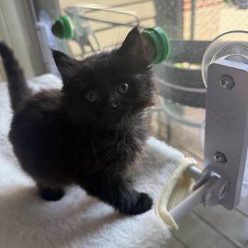 Huda -  Domestic Short Hair Cat for Adoption in West Des Moines, Iowa - Huda | PetCurious