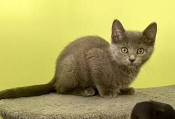 Jemma -  Russian Blue and Domestic Short Hair Cat for Adoption in Georgetown, Kentucky - Jemma | PetCurious