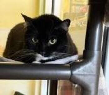 Princess -  Tuxedo Cat for Adoption in Denton, Texas - Princess | PetCurious