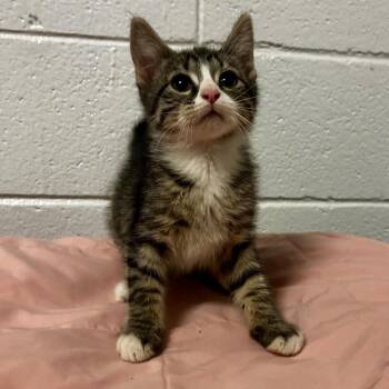Robin Egg Blue -  Domestic Short Hair and Mixed Breed Cat for Adoption in Spruce Pine, North Carolina - Robin Egg Blue | PetCurious