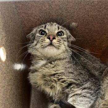 SVAS-Stray-38858 -  Domestic Short Hair Cat for Adoption in Lyndhurst, Virginia - SVAS-Stray-38858 | PetCurious