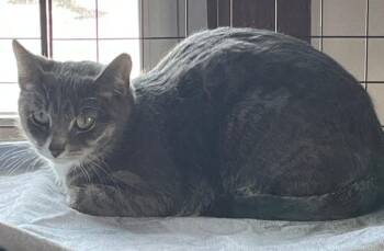 Domestic Short Hair Cats Available for Adoption - Mittens | PetCurious