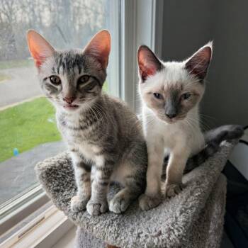 Siamese Cats Available for Adoption - Niko | PetCurious