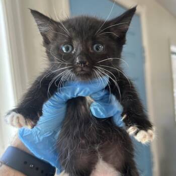 Lemon Carlsbad -  Domestic Short Hair Cat for Adoption in Denver, Colorado - Lemon Carlsbad | PetCurious