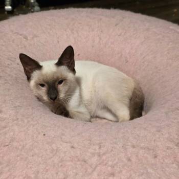 Hennessy -  Siamese and Domestic Short Hair Cat for Adoption in Fort Worth, Texas - Hennessy | PetCurious