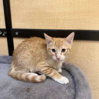 Nugget -  Domestic Short Hair Cat for Adoption in Fresno, California - Nugget | PetCurious