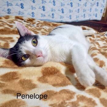 Penelope *Meet me at Plymouth Petsmart* -  Domestic Short Hair Cat for Adoption in Buffalo, Minnesota - Penelope *Meet Me At Plymouth Petsmart* | PetCurious