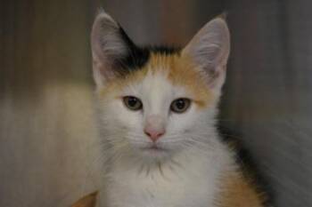 Sandbox -  Domestic Short Hair Cat for Adoption in Kansas City, Missouri - Sandbox | PetCurious