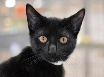 Rock -  Domestic Short Hair Cat for Adoption in Portland, Oregon - Rock | PetCurious