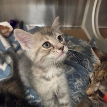 Domestic Short Hair Cats Available for Adoption in Lake Panasoffkee, Florida - Taki | PetCurious