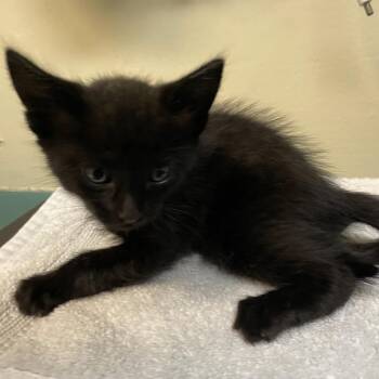 Tangerine -  Domestic Short Hair Cat for Adoption in Pasadena, California - Tangerine | PetCurious
