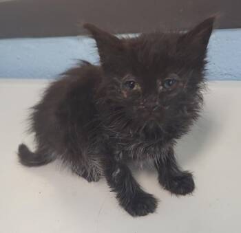 Pen 38grits -  Domestic Short Hair Cat for Adoption in Lawrenceville, Georgia - Pen 38grits | PetCurious