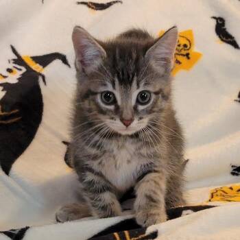 Gizmo -  Domestic Short Hair Cat for Adoption in Hernando, Mississippi - Gizmo | PetCurious