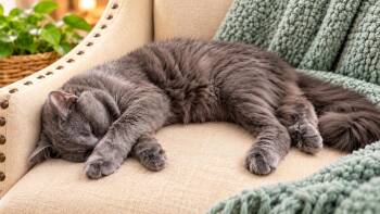 Decker -  Russian Blue Cat for Adoption in Hoffman Estates, Illinois - Decker | PetCurious