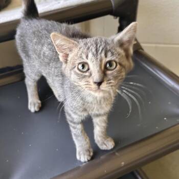 Bobby sue -  Domestic Short Hair Cat for Adoption in Rocky Mount, Virginia - Bobby Sue | PetCurious