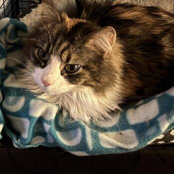 Domestic Long Hair Cats Available for Adoption - Patches | PetCurious